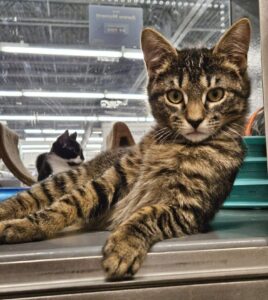 Simon available, applications are being accepted, he is available for viewing at Petmart ,Riverhead. Must make an appointment for meet and greet.
